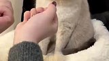 女子让猫咪猜拳，把猫咪耍得团团转