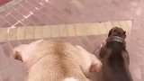 小奶狗我今天被亲妈虐待了！