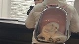 爸爸用透明背包背着小猫咪出门，回头率超高，有点害羞了！