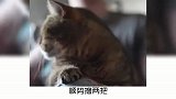 快来学习一下，猫咪召唤术吧！
