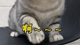 不是吧不是吧，这么可爱的猫咪也会有烦恼