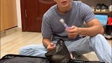 笑的我头掉，大头羊太久没有用过好东西了 家庭地位