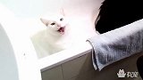 太鬼畜了！现在的猫怎么都变成这样了！