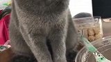 这一定是来自四川的喵！