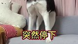把零食贴在二哈脑门上，二哈会有怎样的反应