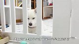 柴犬趴着一动不动，铲屎官好奇过去一看，差点笑出眼泪
