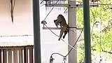 猴子爬电线杆不慎触电，马上变地狱火了