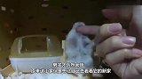 女子买了一只小仓鼠，喂养了2周发现不对劲，网友：赚大发了