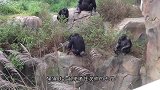黑猩猩被欺负了，同伴抄起家伙就上前，棍法简直出神入化！