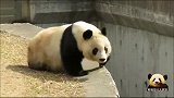 饲养员喂食，熊猫旦旦能躺着绝不站着，懒萌的样子太可爱了