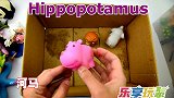 乐享动物乐园带你认识鼻子吸水的大象和擅长跳跃的袋鼠