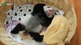 大熊猫宝宝：容我嘚瑟嘚瑟，完全控制不住了
