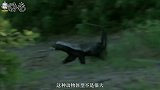 蜜獾为什么连狮子都不怕？英勇的背后，暗藏着不为人知的秘密