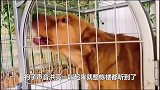 分享一下金毛的优点结果发现缺点也很多