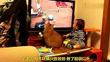 猫咪和小主人一起看电视，神同步的动作太萌了