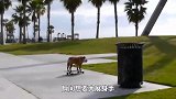 狗子独自在路上玩滑板，没想被交警拦下了，这下闹笑话了！