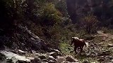 这匹骏马太帅气了，独自一马闯入山区，没有一点害怕！
