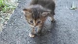 小奶猫被挡住去路，气得喵喵直叫：我可是很凶的