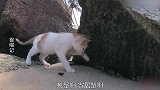 猫咪：我能跟你一起玩吗？螃蟹：不行，你会吃了我