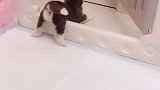好像卡那了