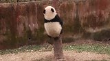 小熊猫：奶妈说要努力卖萌才有瓶瓶奶，拼了！