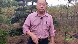 金蛋子不要一味追求母树，应该公母平均搭配，这样才能长久发展