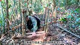 越南老王布设陷阱捕捉重达500多斤的大野猪！