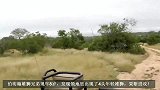狮王兄弟追逐四头年轻雄狮，誓死保卫领地