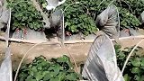 小可爱偷吃草莓被困