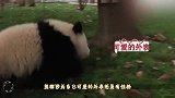初为人母的大熊猫，看到熊猫宝宝时，接下来的动作太搞笑了！