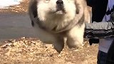 没见过傻瓜可以找出来看看？