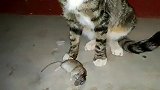 猫：主人我又抓了只老鼠，你不夸夸我么！