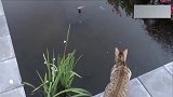 贪吃猫咪偷鱼，失足落水，遭屋主和狗狗的嬉笑