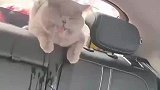 猫咪晕车呕吐，后排座椅不忍直视