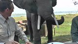 男子露营误入大象领地，大象长鼻子一挥，场面彻底失控！
