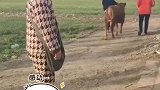 小牛被卖，转身回来给主人跪下，主人瞬间泪目，不卖了