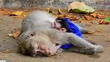 猴妈生下没多久就离世了，让人泪目