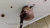 蚂蚁“死亡漩涡”，疯狂转圈直到累死，原因让人很无奈！