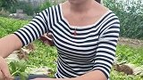 农家女孩，做农活很认真！