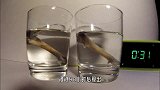 被鱼刺卡住，喝醋管用吗？老外用实验证明，老人的话所言非虚！