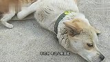 猫：来得早不如来得巧，又能蹭饭了
