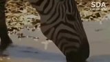 动物世界：饥饿狮子攻击斑马