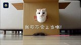 萌翻！猫咪钻盒子，小脑袋疯狂探出