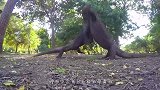 科莫多巨蜥有多凶残？猴子偷蛋失败，直接被它“整吞”进肚！