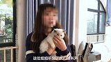 养猫吗？布偶哦！先天缺陷后院那种！