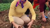 农村小姐姐和家里人上山挖红薯，小姑娘很勤快