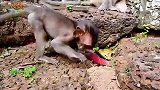 小猴子纯真的友谊