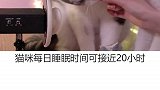 创作灵感 猫咪为什么每天要睡那么久？