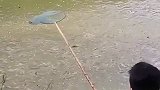 小伙用网兜在水塘中捞鱼，一兜下去居然捞起这么多条！