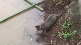 猫：没有小鱼干我就自己来抓鱼！